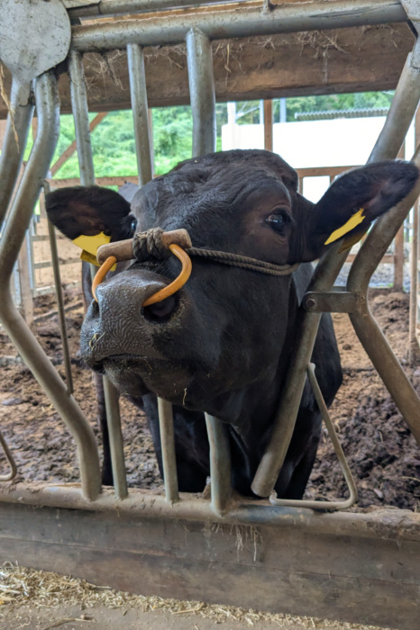 油布さんの写真