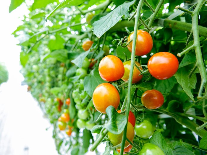 美べジ彩園冨髙さん