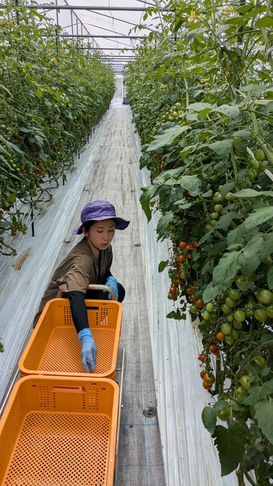美べジ彩園冨髙さん