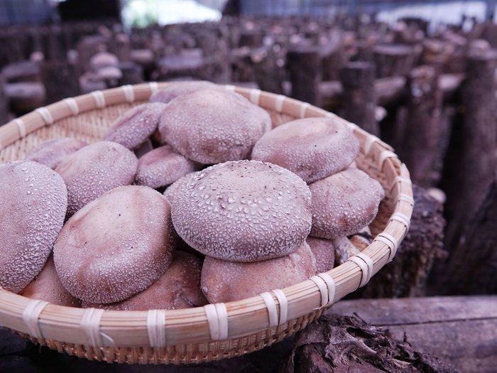 しいたけ江藤さん