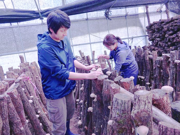 しいたけ江藤さん