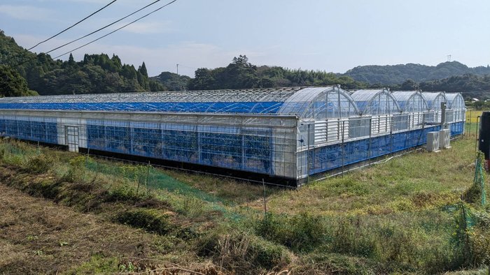 ハウスみかん榎さん