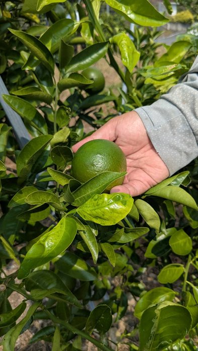 ハウスみかん榎さん