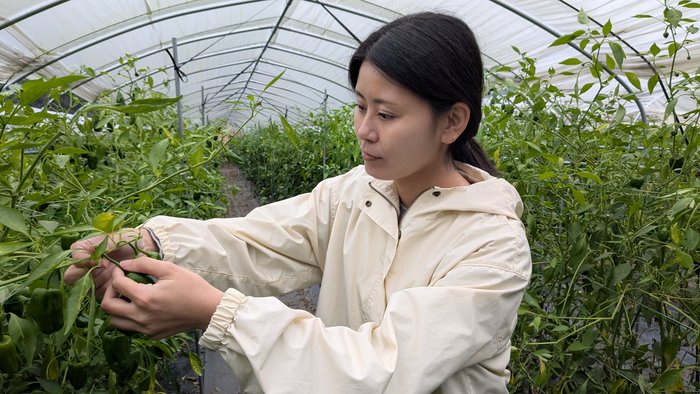 ピーマン佐藤さん