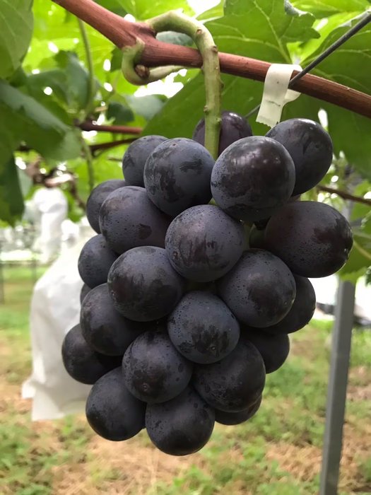 シャインマスカット國年さん